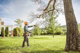 Reliable Casselberry, FL Tree Care Services Solutions