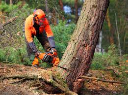 Best Root Management and Removal  in Casselberry, FL