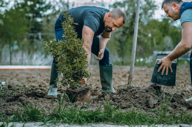 Best Tree and Shrub Care  in Casselberry, FL