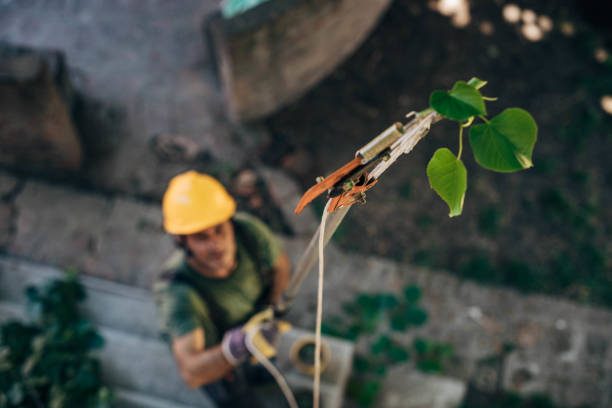 Best Tree Removal  in Casselberry, FL