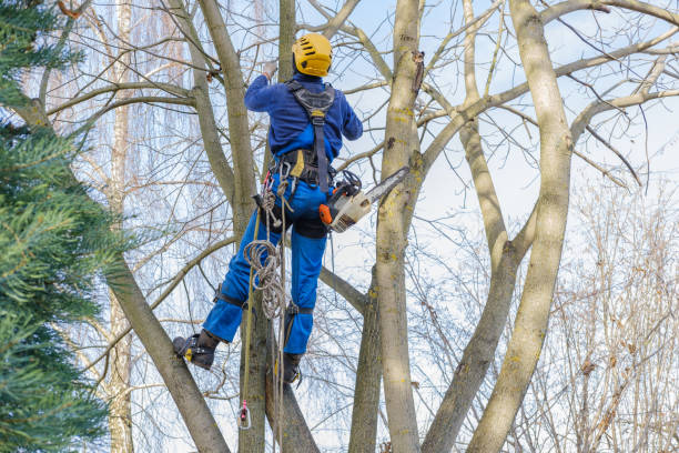 Best Tree Preservation Services  in Casselberry, FL