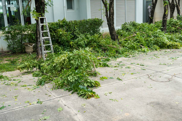 Best Fruit Tree Pruning  in Casselberry, FL