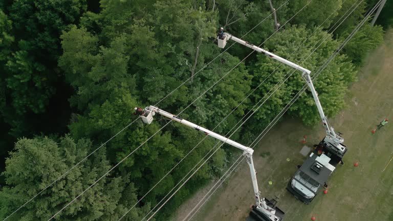 Best Tree Trimming and Pruning  in Casselberry, FL